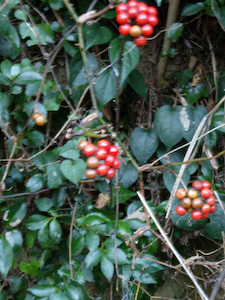 IMGP0014