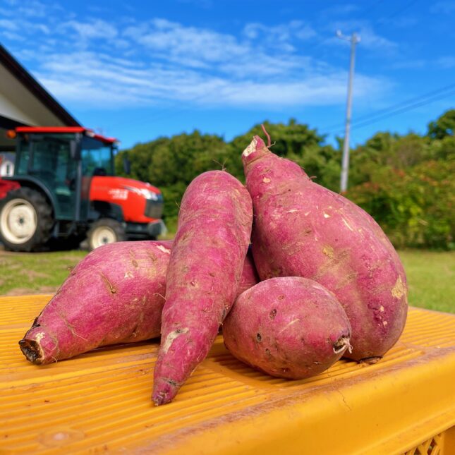 佐久島のお土産にどうぞ 『おいもチップス』