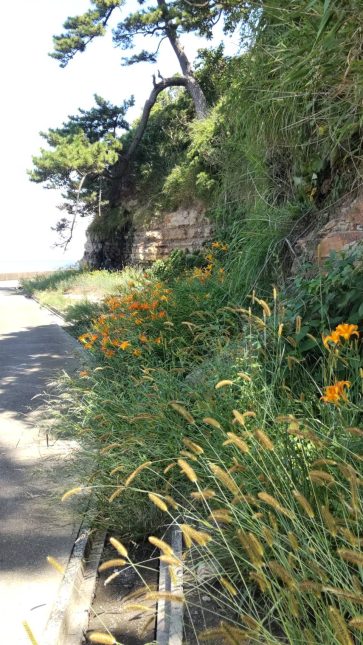 ハマカンゾウが見頃です