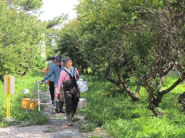 島の恵みを手しごとで　-みんなで梅仕事-