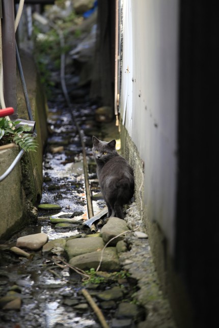 管理人さんのひとりごと「佐久島の猫たち」