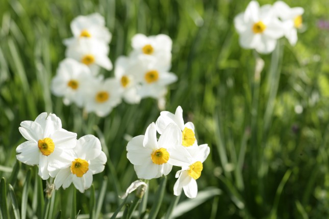 管理人さんのひとりごと「佐久島の早春の花」