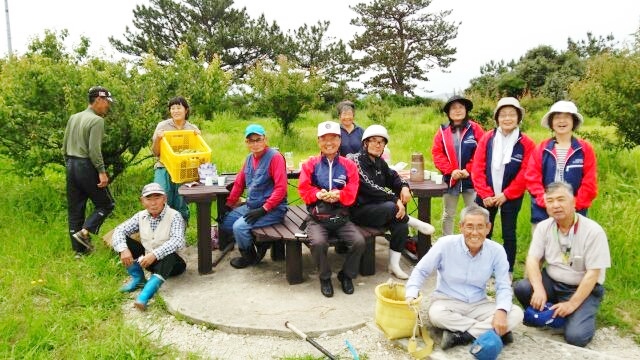 大島で梅の収穫