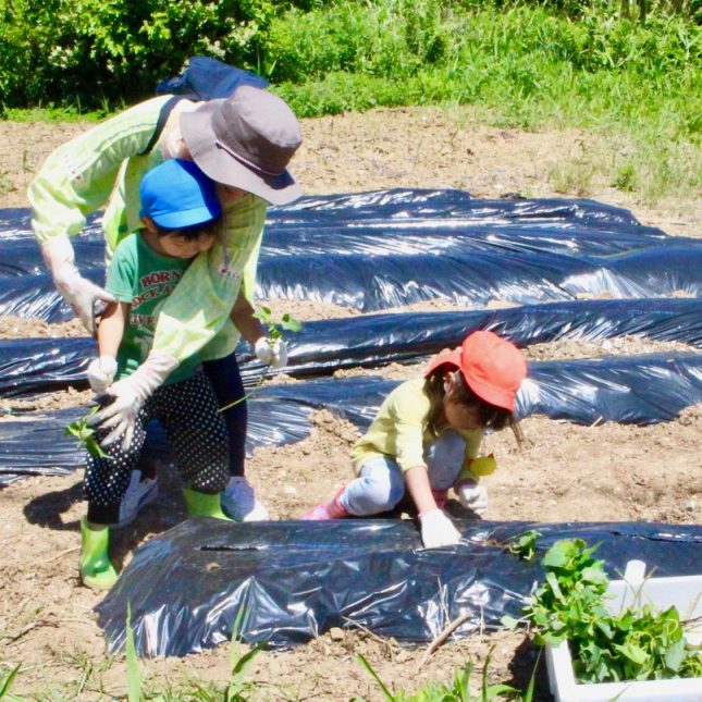 サツマイモ栽培プロジェクト 苗の植え付け