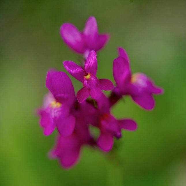 春の花、いっぱい咲きはじめました！