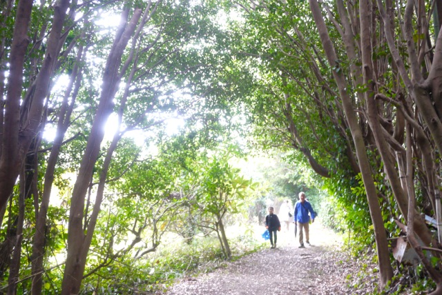 【イベント終了】佐久島トレイル エコ ウォーキング(旧 佐久島歩け歩け海原三里)