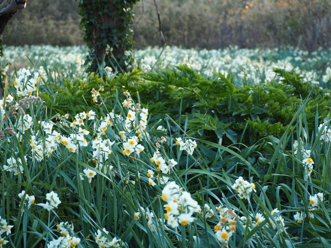 真冬のぬくもり、佐久島時間【イベント情報あり】