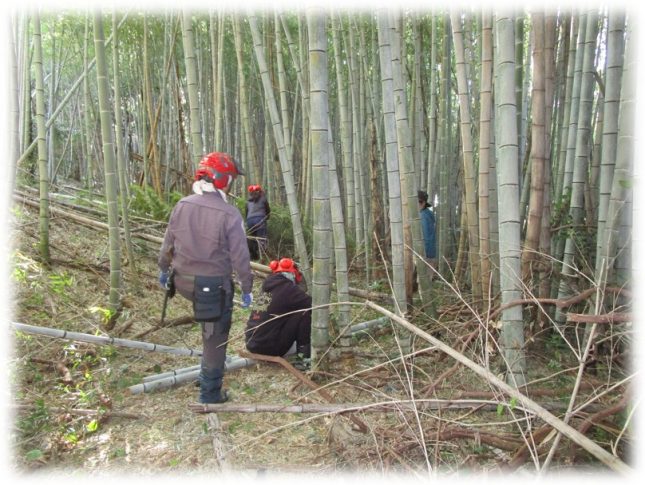 【参加者募集】佐久島の里山整備