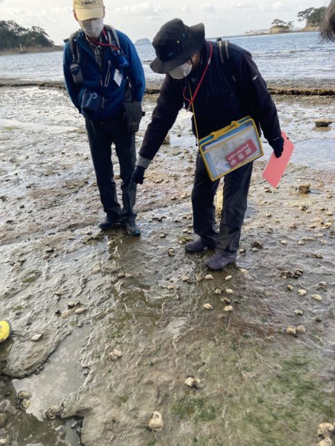 古代の化石を探してみよう～自然観察会　佐久島地質編②