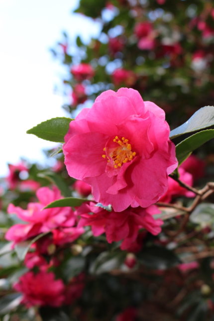 サザンカが花盛り