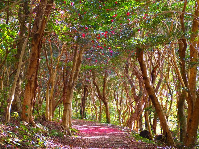 冬を楽しむ、佐久島時間【イベント情報あり】