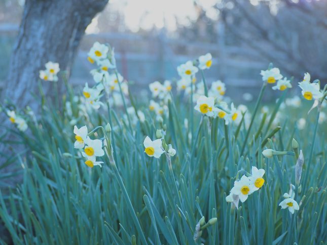 【1月22日 開花状況】スイセン咲き始めました