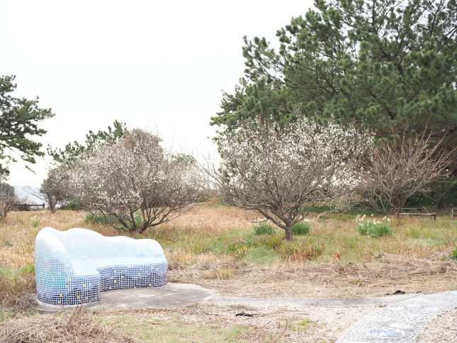 花の開花情報（水仙・梅）