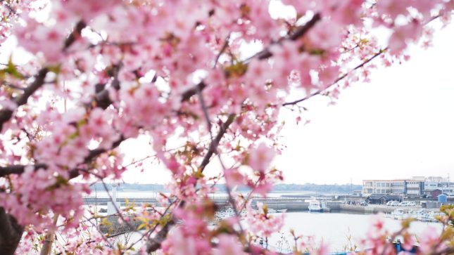 早春の佐久島で、おいしいひととき