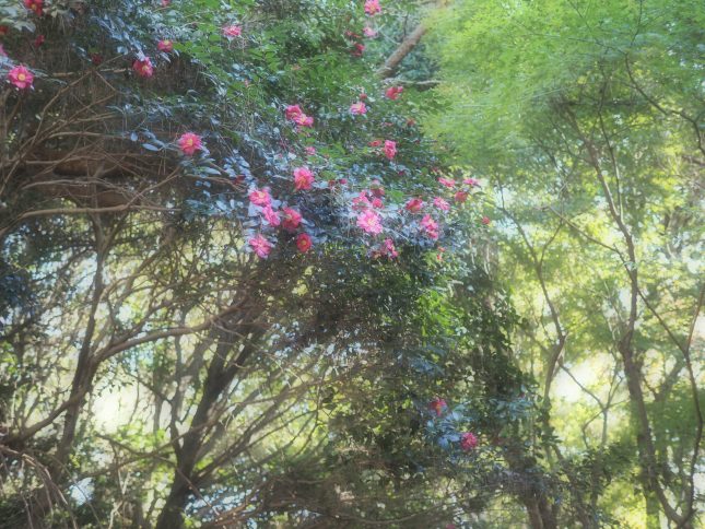 【1月22日開花状況】サザンカ