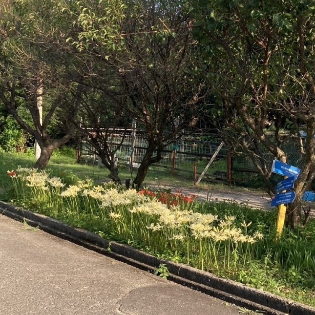 ヒガンバナ 開花情報