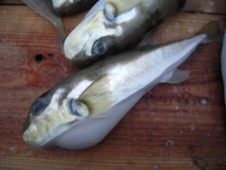 �V���T�o�t�O